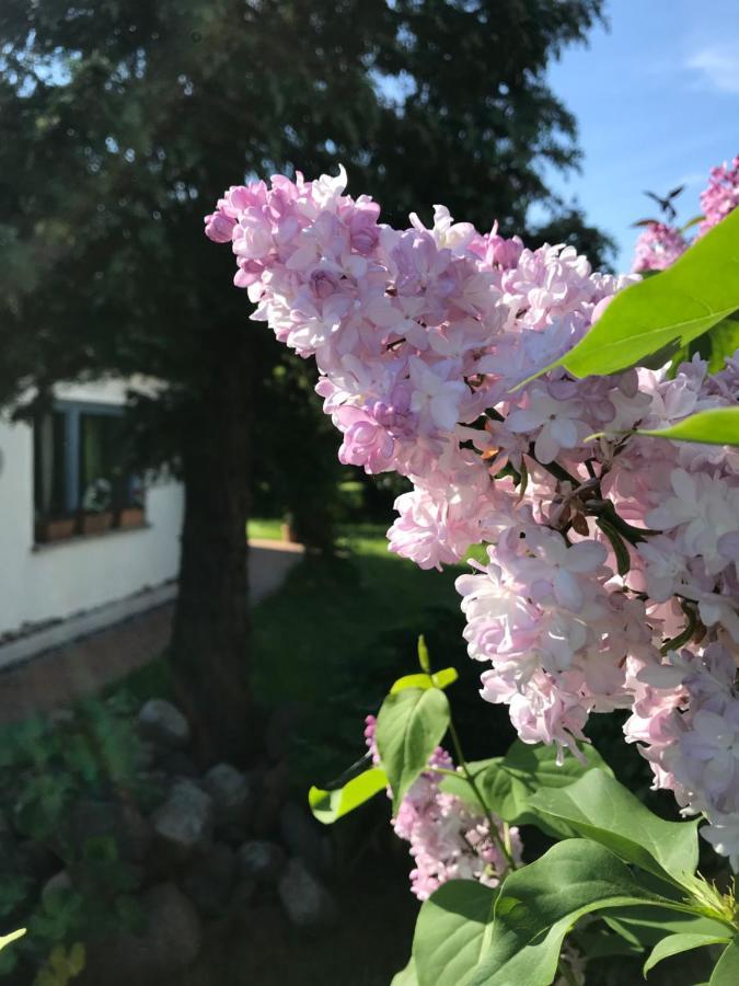 Hering Fewo I Apartment Terrace Wiek auf Rügen 외부 사진