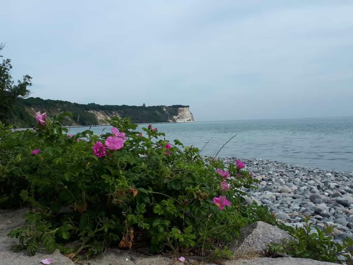 Hering Fewo I Apartment Terrace Wiek auf Rügen 외부 사진